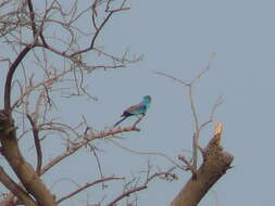 Image of Abyssinian Roller