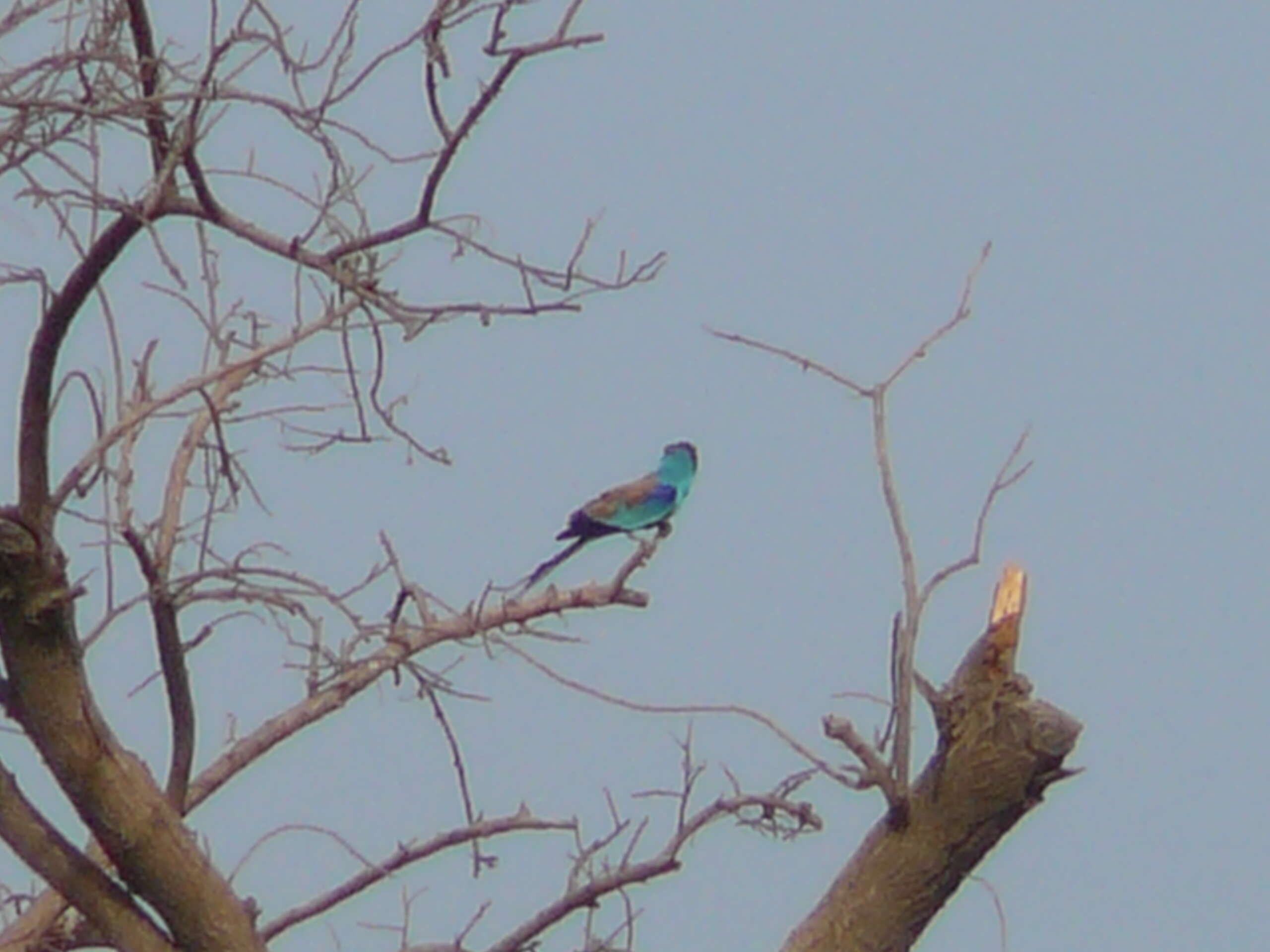 Image of Abyssinian Roller