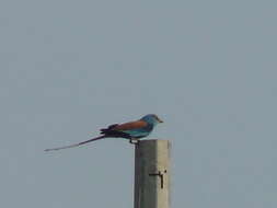 Image of Abyssinian Roller