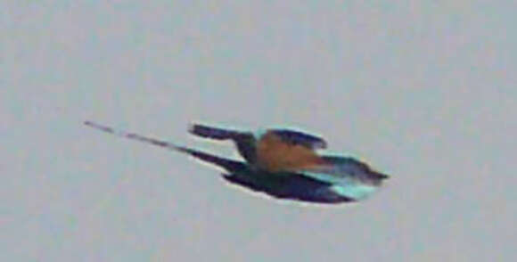 Image of Abyssinian Roller