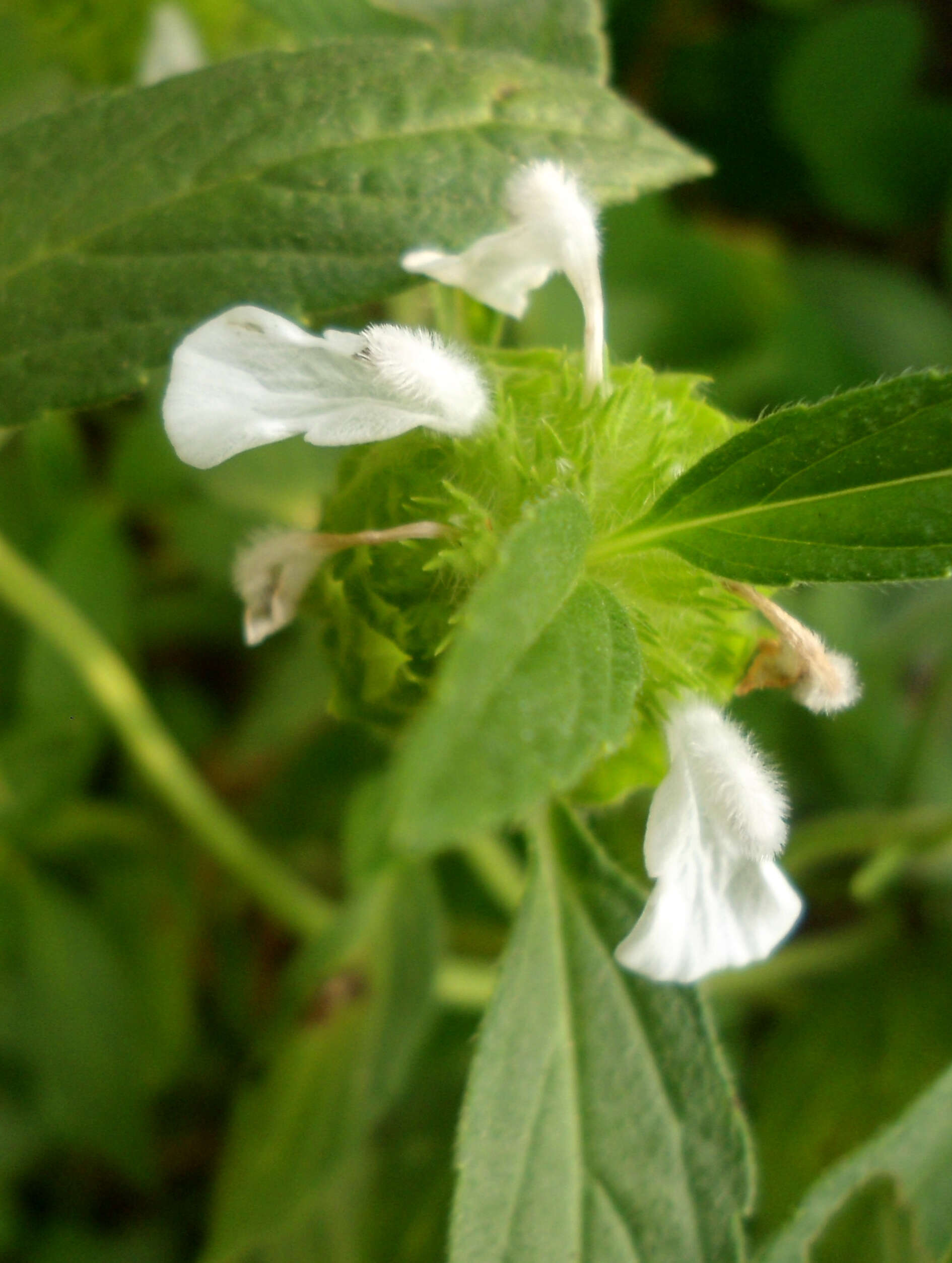 Imagem de Leucas longifolia Benth.