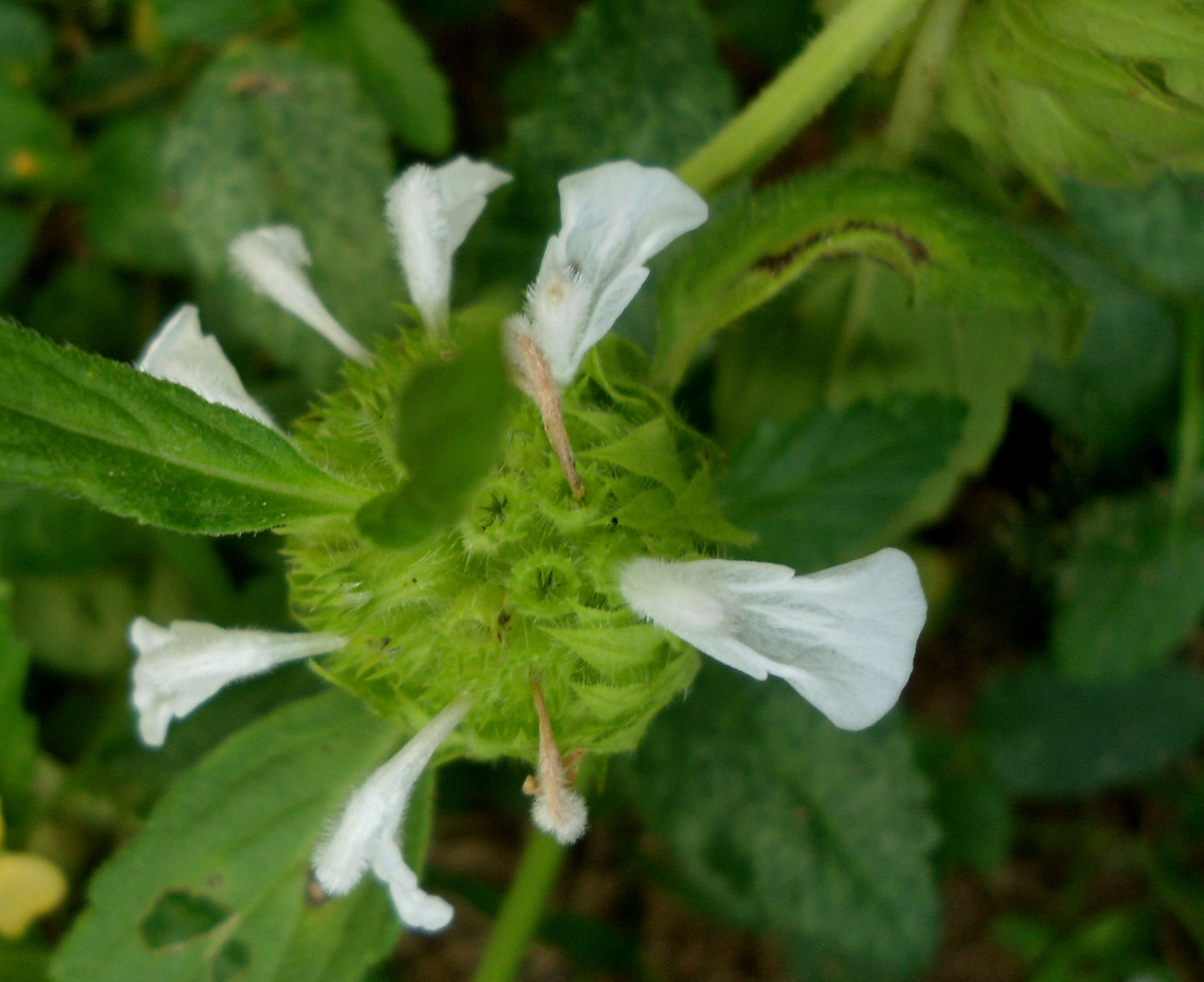 Imagem de Leucas longifolia Benth.