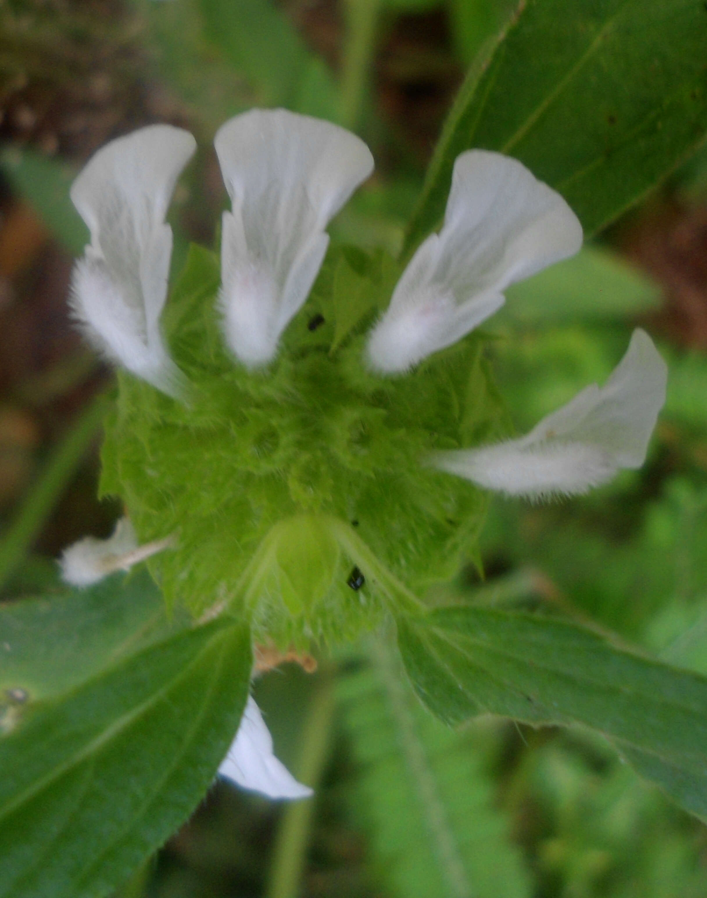 Imagem de Leucas longifolia Benth.