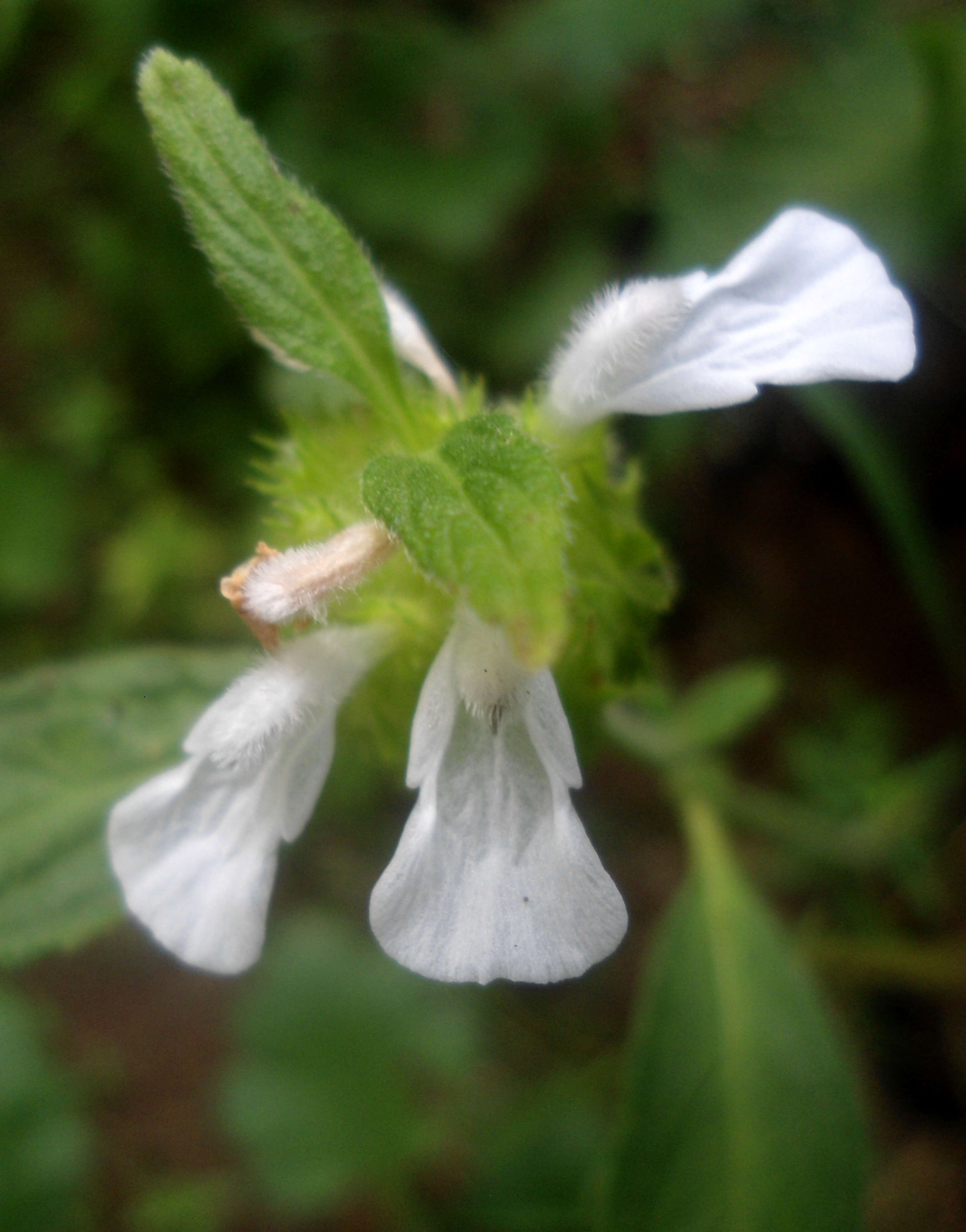 Imagem de Leucas longifolia Benth.