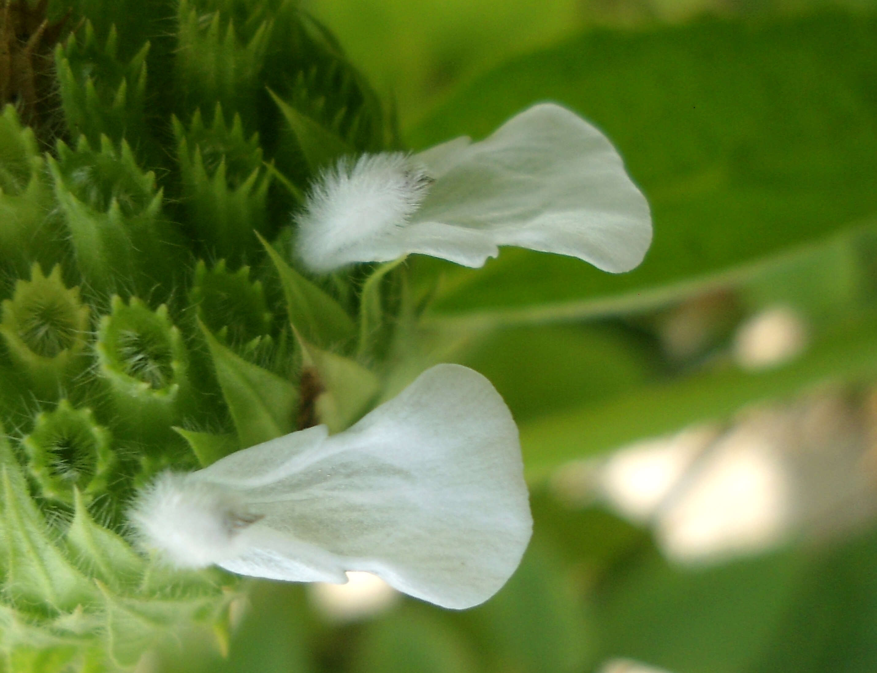 Imagem de Leucas longifolia Benth.