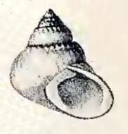Image of two-faced dwarf-turban