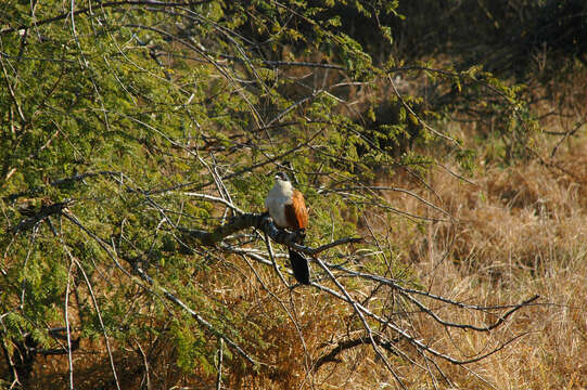 Image of Burchell's Coucal