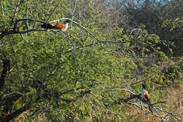 Image of Burchell's Coucal