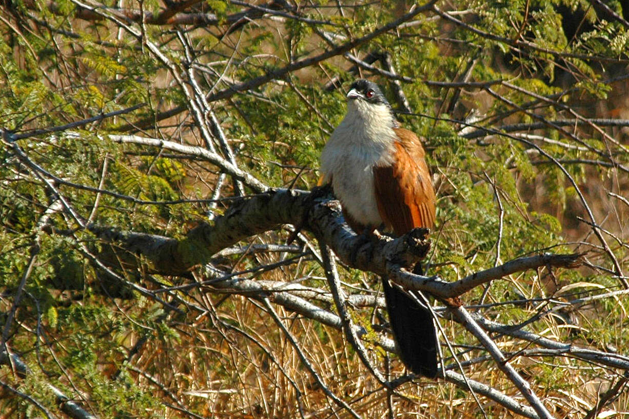 Image of Burchell's Coucal