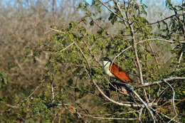 Image of Burchell's Coucal