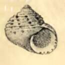 Image of Homalopoma maculosa (Pease 1868)