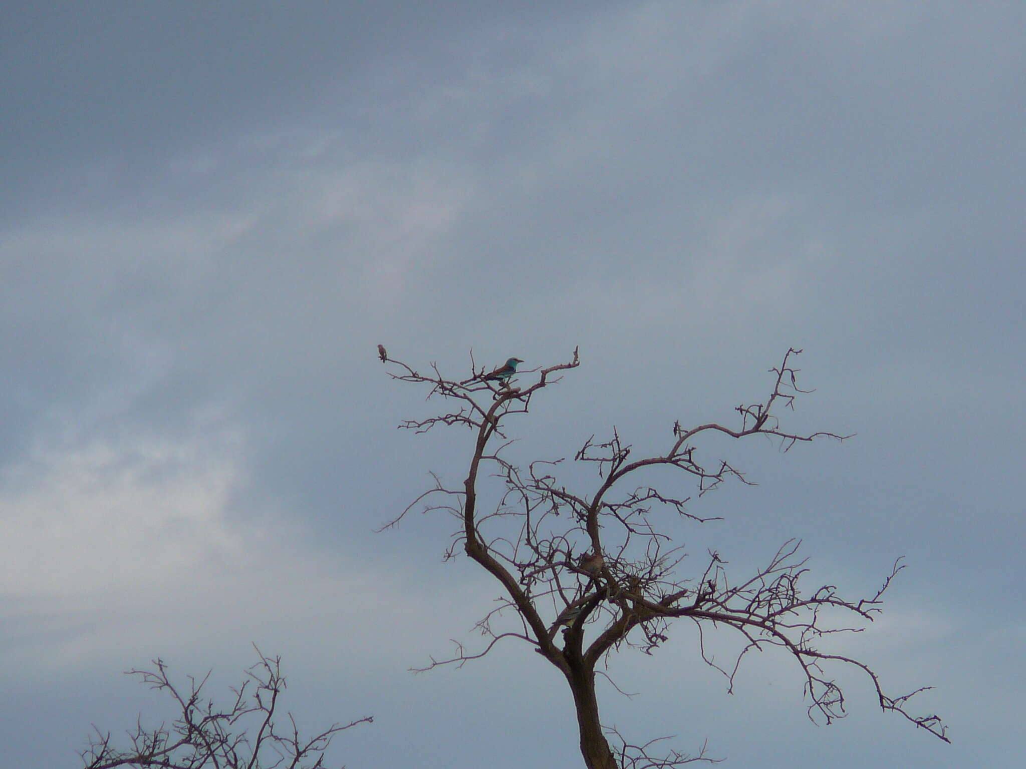 Image of Abyssinian Roller