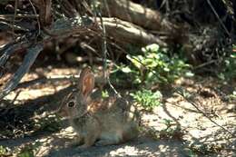 Image of Audubon's Cottontail