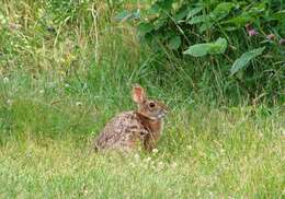 Image of New England Cottontail