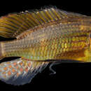 Image of Bluelip Haplo