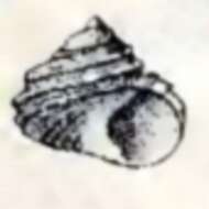 Image of Homalopoma paucicostatum (Dall 1871)