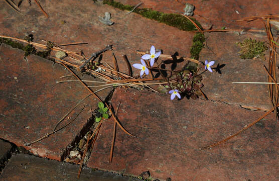 Plancia ëd Houstonia caerulea L.