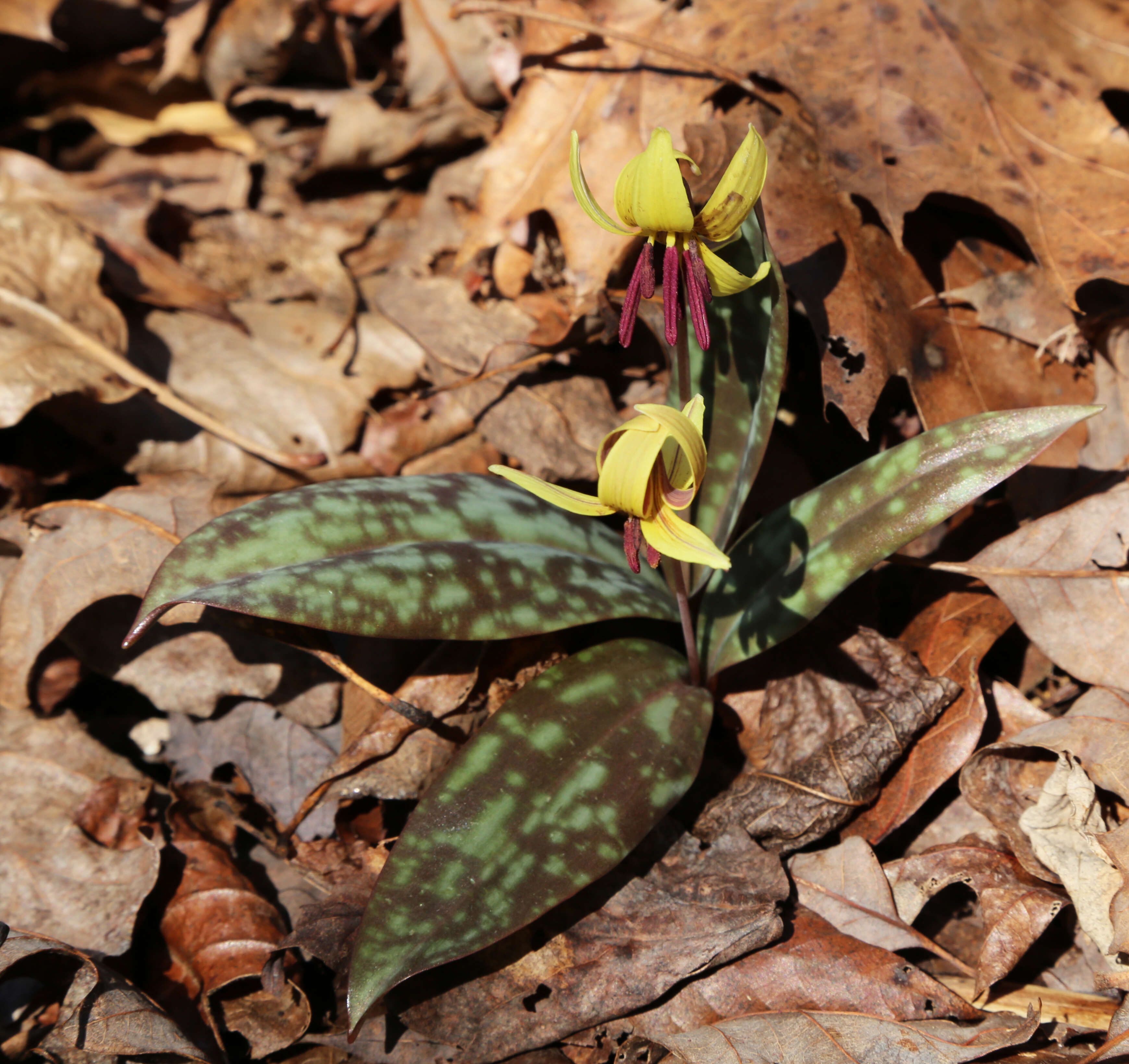 Image of dimpled troutlily