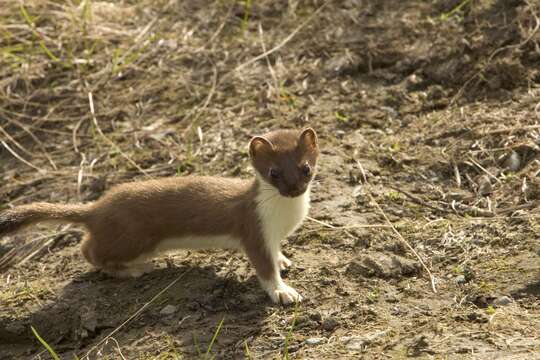 Image of ermine