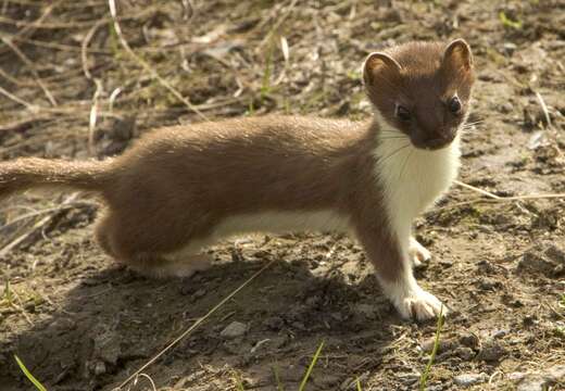 Image of ermine