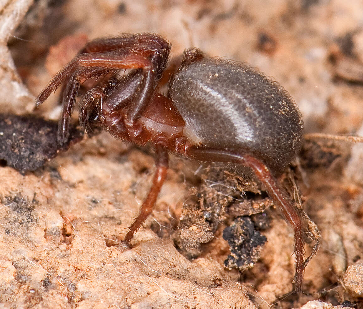 Image of Plectreurys castanea Simon 1893