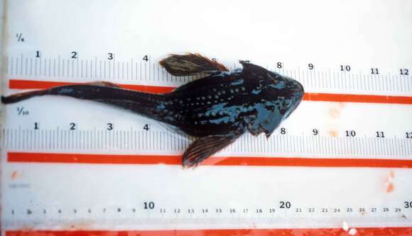 Image of Great sculpin