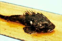 Image of Great sculpin