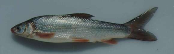 Слика од Pogonichthys