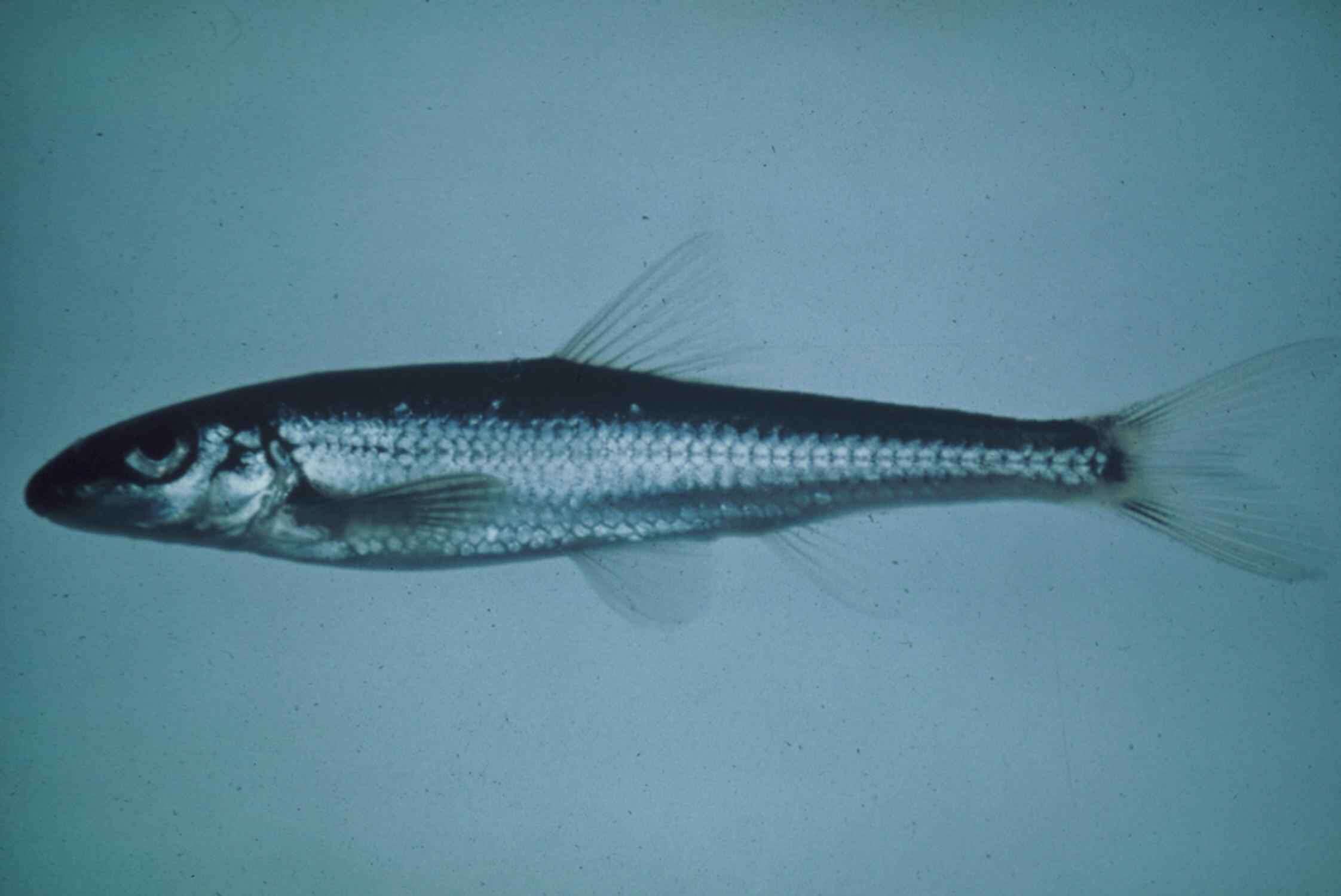 Image of Slender Chub