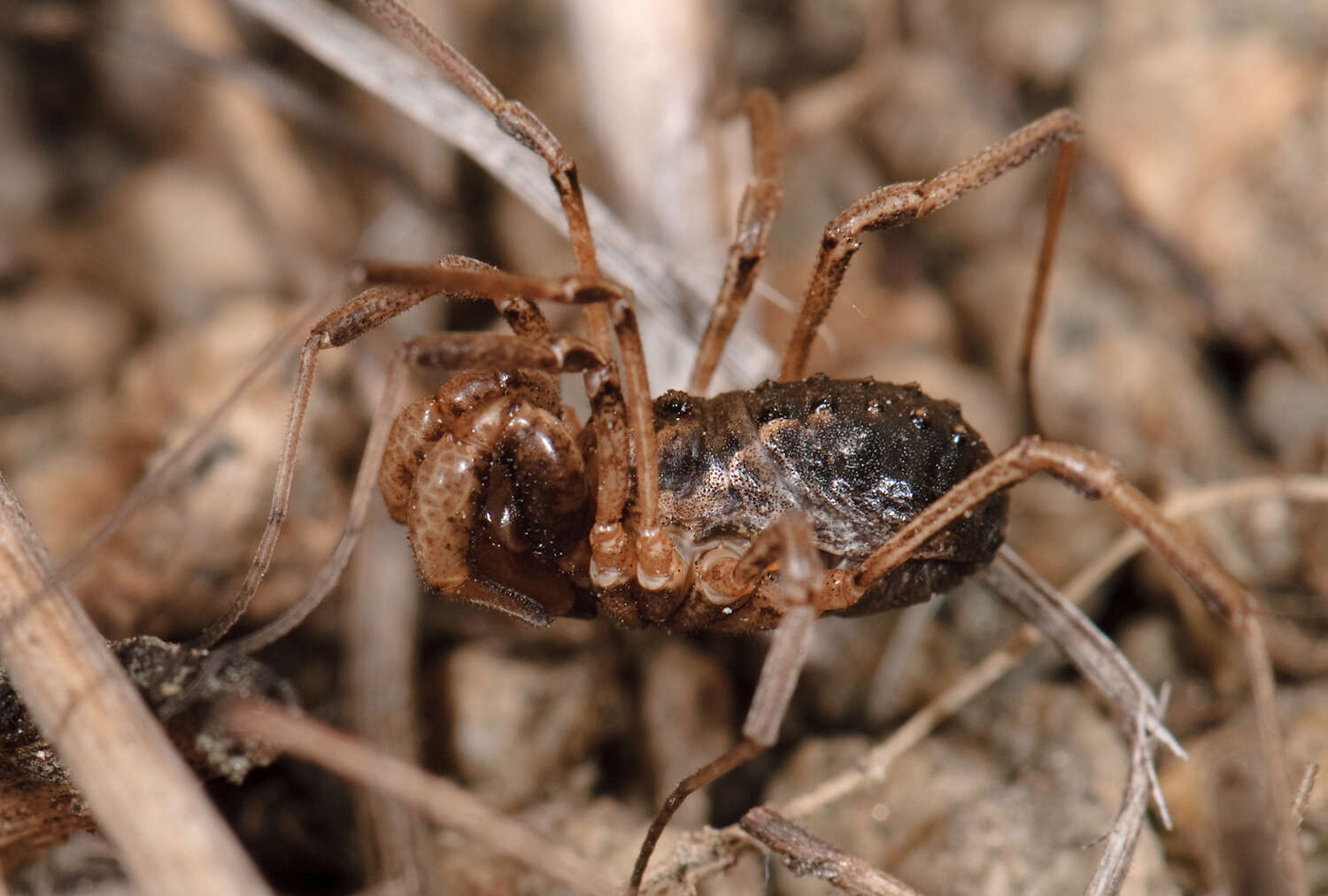 Sivun Protolophidae kuva