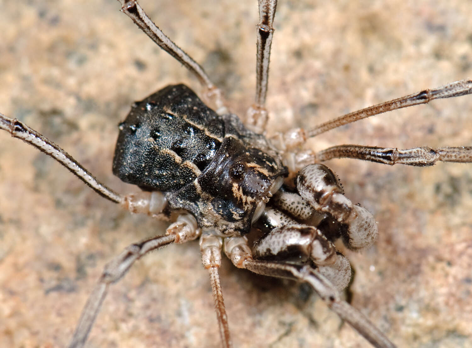 Sivun Protolophidae kuva