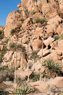 Image of dusty desert spiders