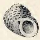 Image of Homalopoma tapparonei (Caramagna 1888)