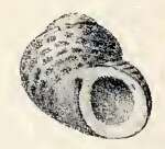 Image of Homalopoma tapparonei (Caramagna 1888)