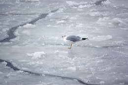 Image of Ring-billed Gull