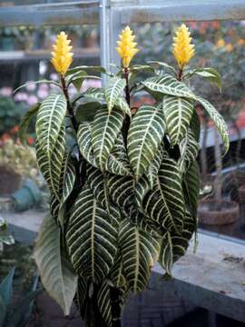 Image of Aphelandra squarrosa Nees