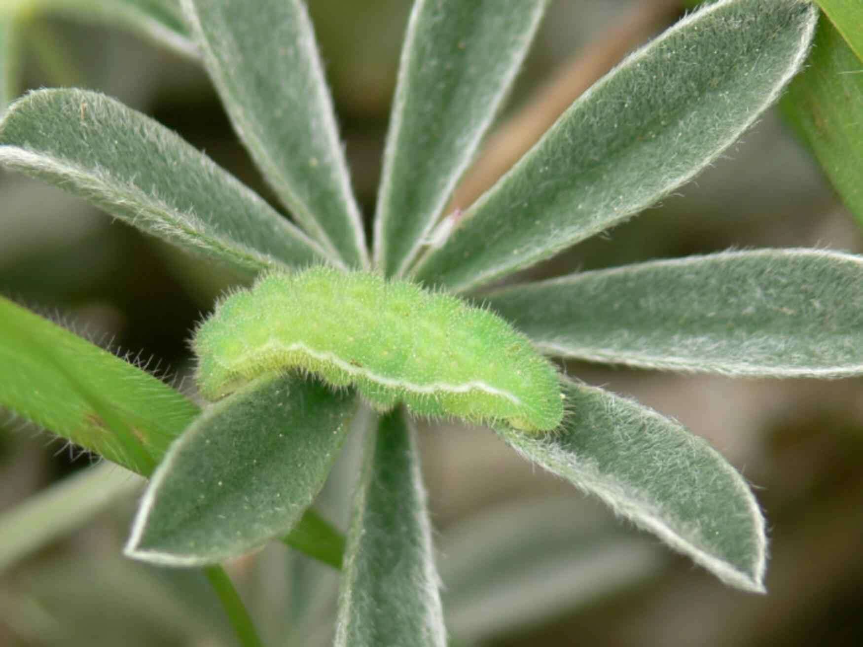 Image of Mission blue butterfly