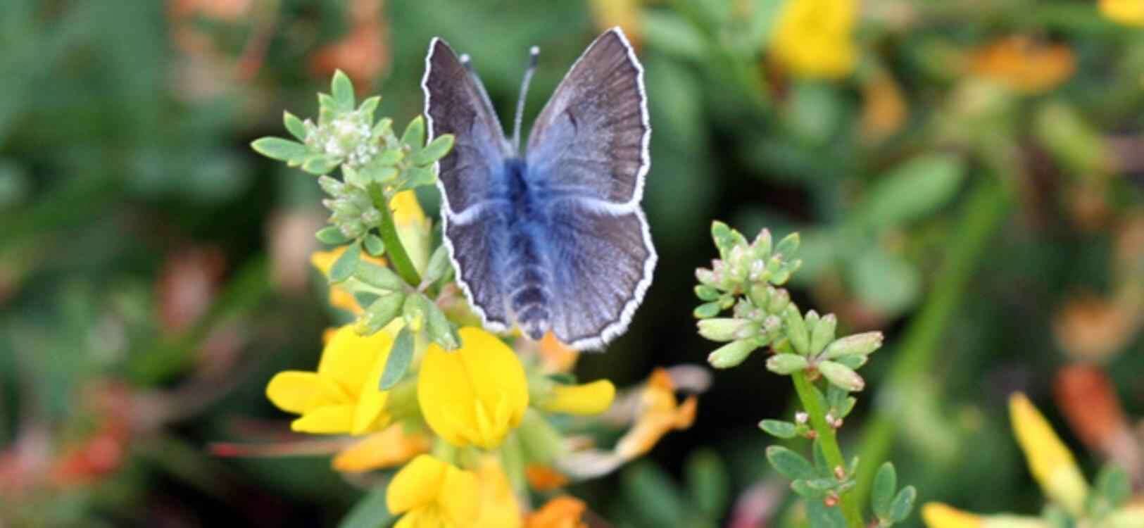 Image of Silvery Blue