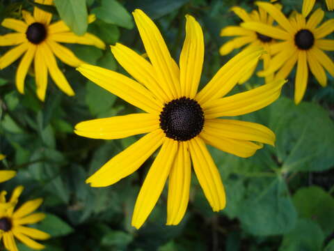 Rudbeckia fulgida Ait. resmi