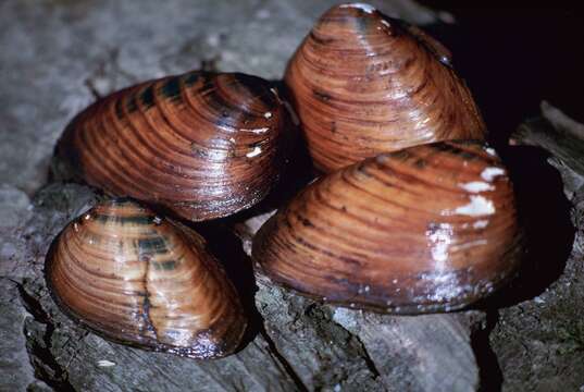 Image de Pleurobema clava (Lamarck 1819)