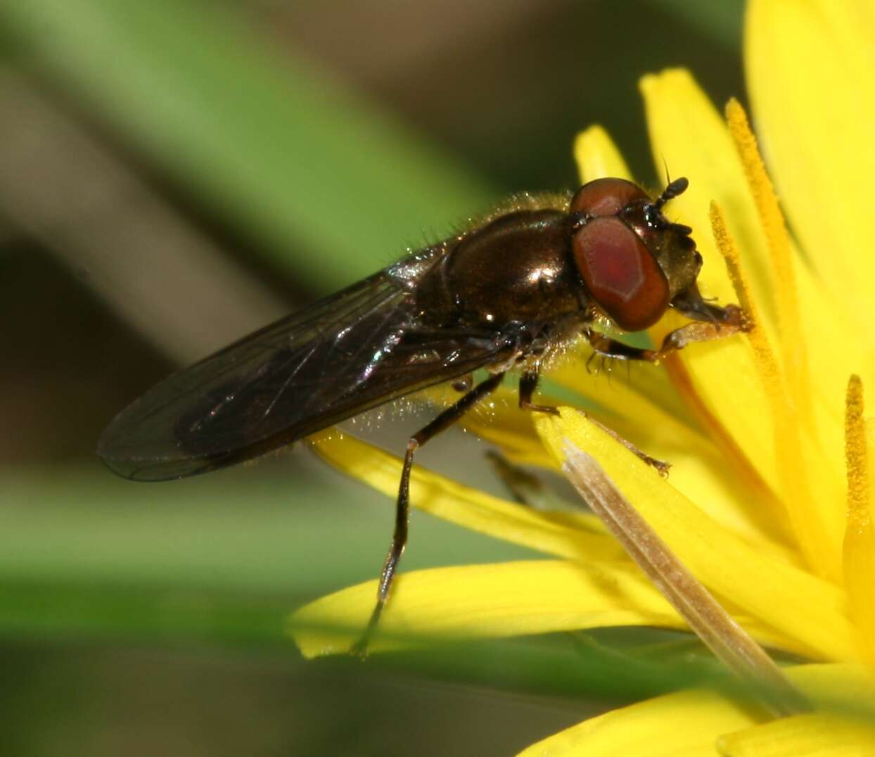 Слика од <i>Platycheirus albimanus</i>