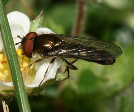 Image of <i>Platycheirus albimanus</i>