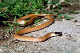 Image of Plains Blackhead Snake