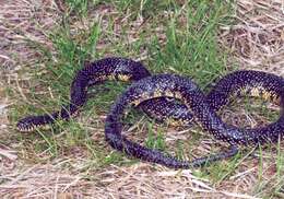 Image of Speckled Kingsnake