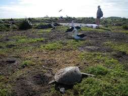 Image of Laysan Albatross