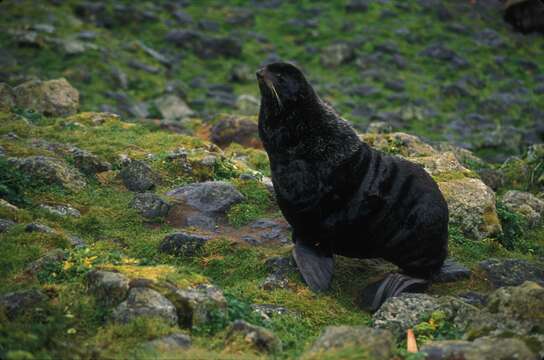 Image of fur seal