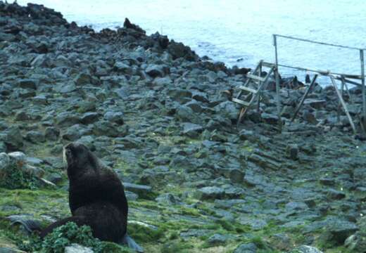 Image of fur seal