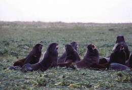 Image of fur seal