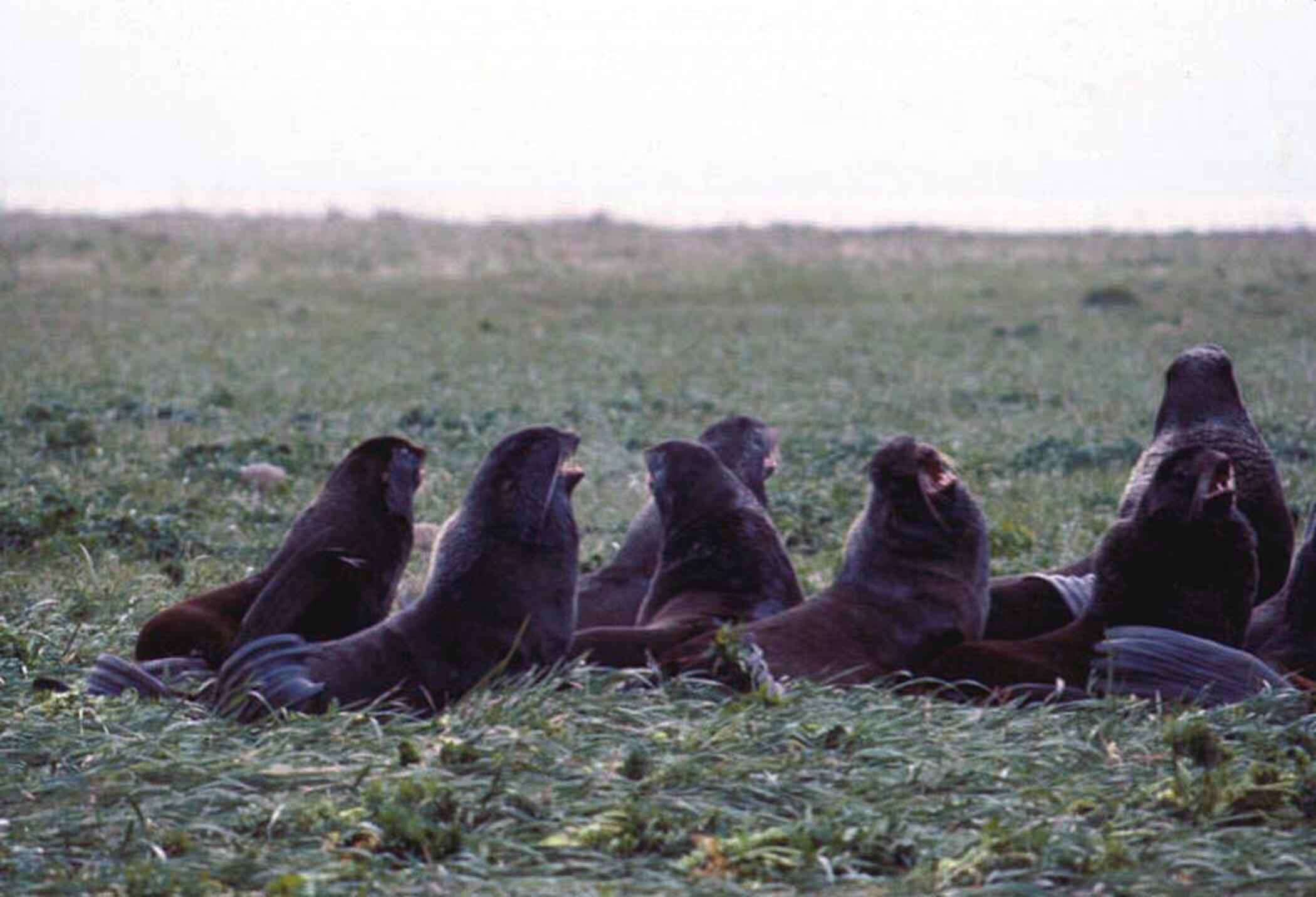 Image of fur seal