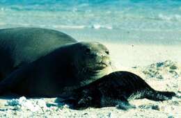 Image of Hawaiian Monk Seal